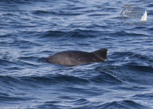 harbour porpoise