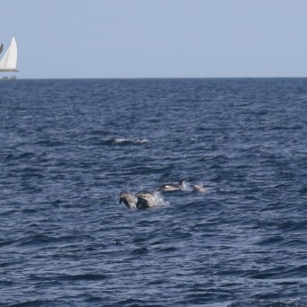racing common dolphins
