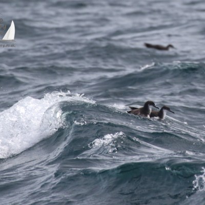 manx shearwaters