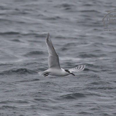 sandwich tern