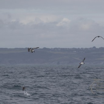 seabirds feeding