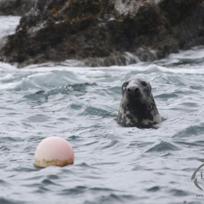 grey seal
