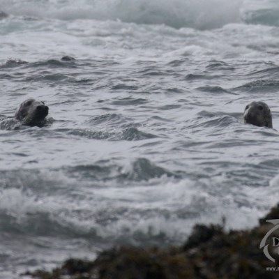 grey seals