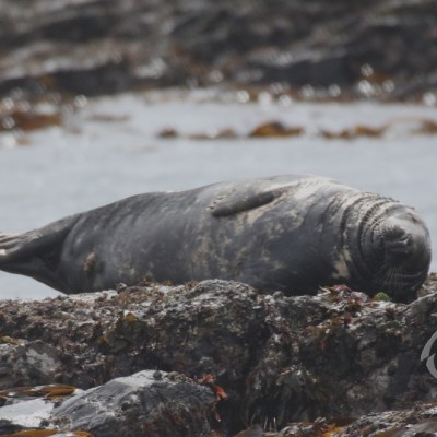 grey seal