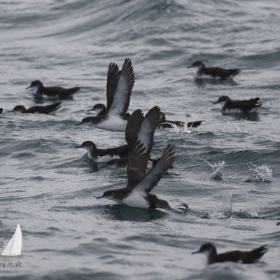 Manx shearwaters