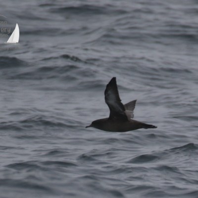 sooty shearwater