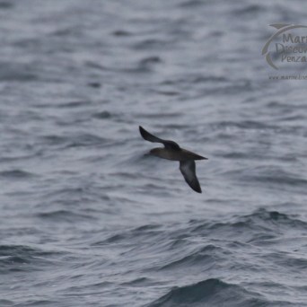sooty shearwater