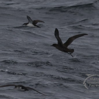 sooty shearwater