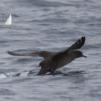 sooty shearwater