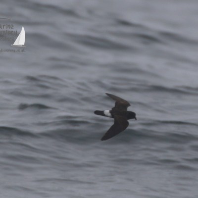 storm petrel