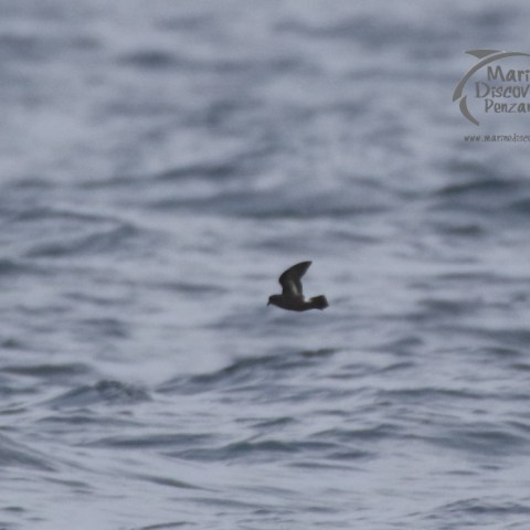 storm petrel