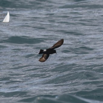 storm petrel