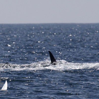 lunging fin whale