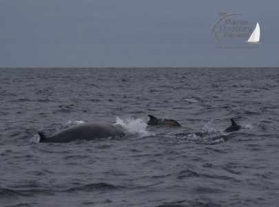 Whale and dolphins