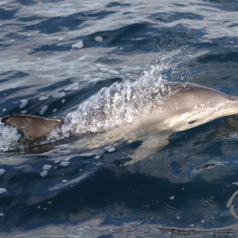 common dolphin calf