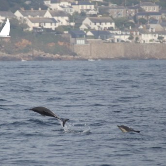 common dolphins