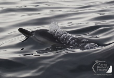 common dolphin