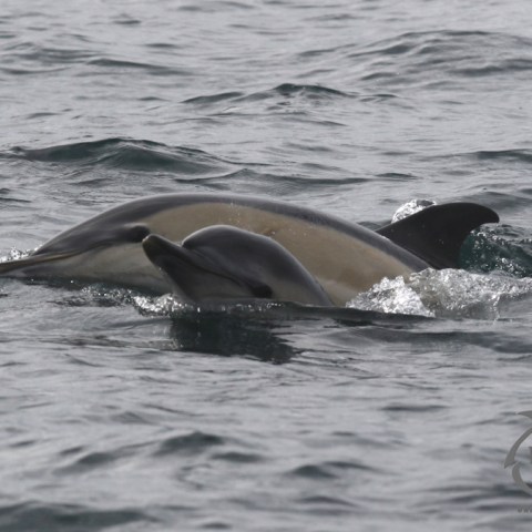 common dolphins