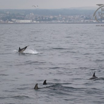 common dolphins