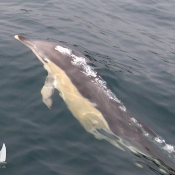 common dolphin