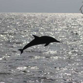 common dolphin