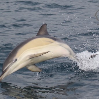 common dolphin