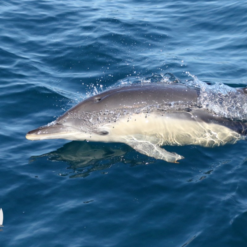 A common dolphin surfacing