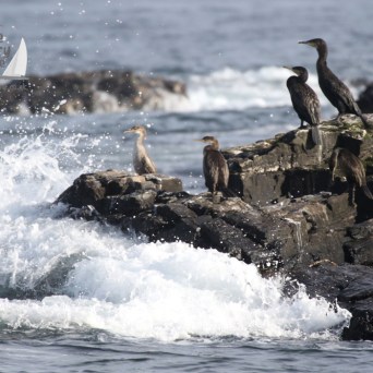 Cormorants and shags