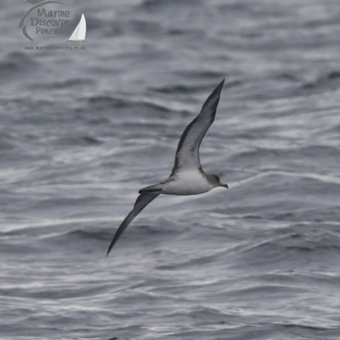 Cory's shearwater