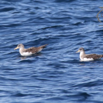 Cory's shearwaters
