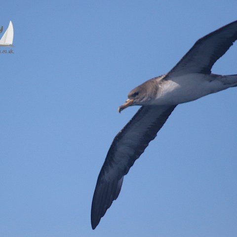 Cory's shearwater