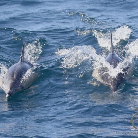 common dolphins