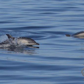 common dolphins