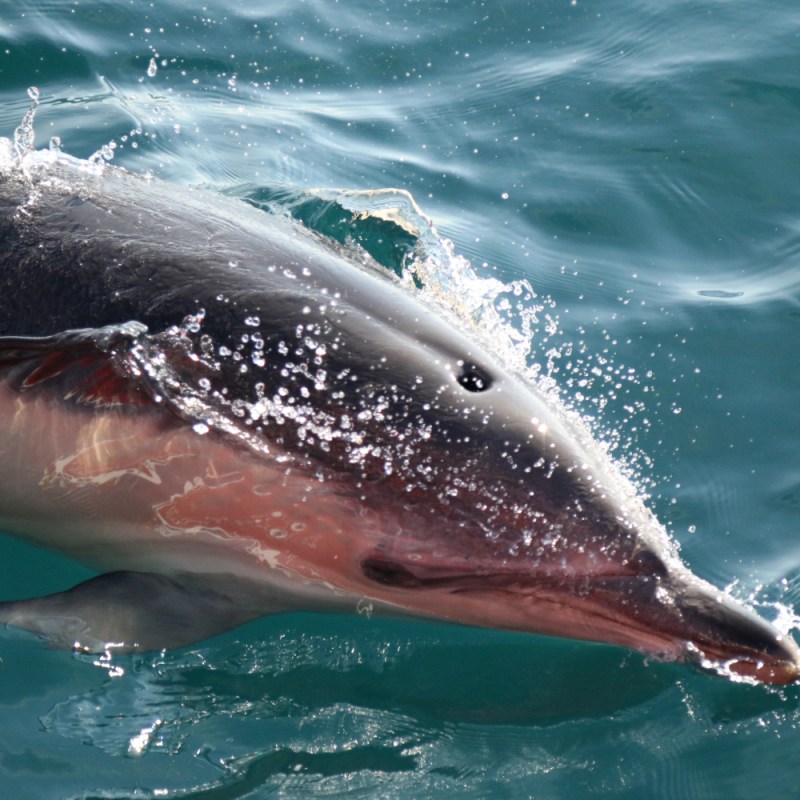 A common dolphin