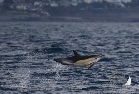 leaping common dolphin