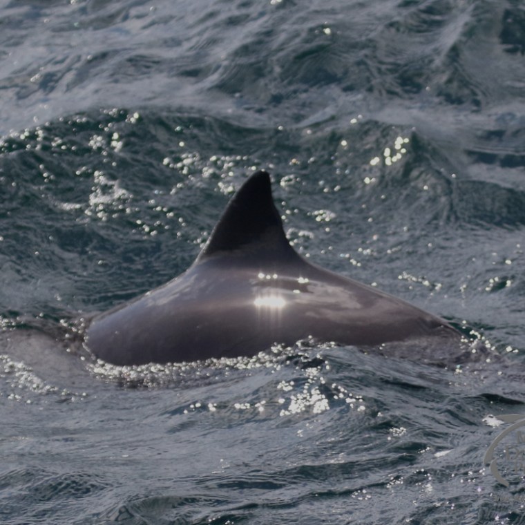 harbour porpoise