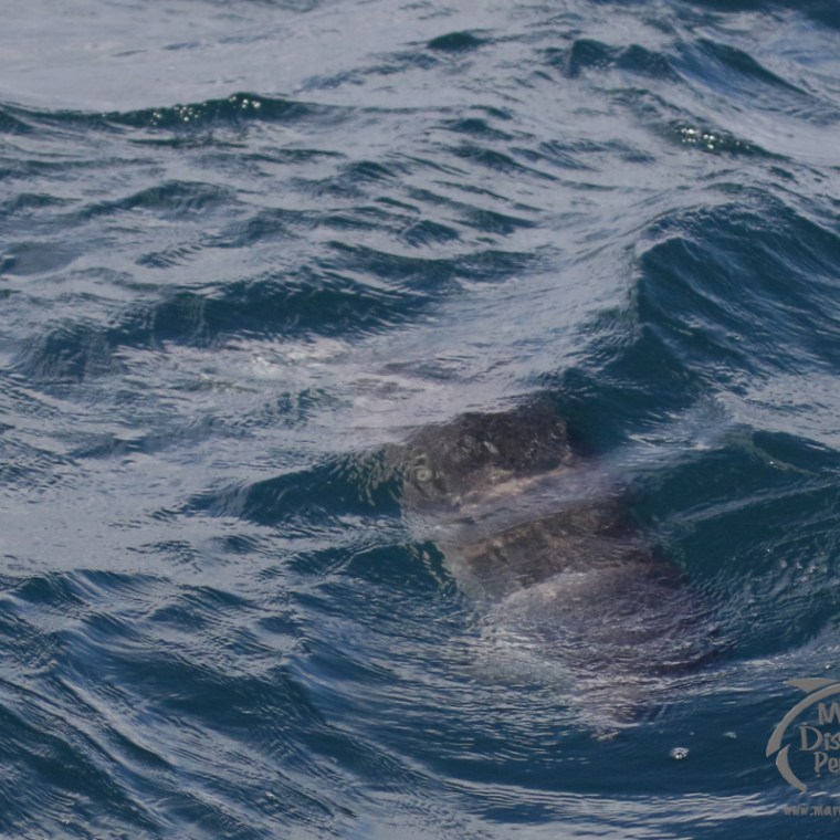 underwater porpoise