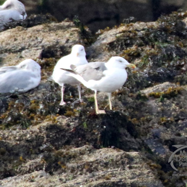 lesser black backed gull