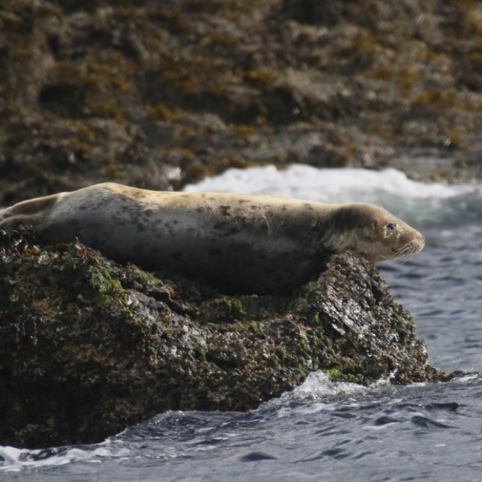 grey seal