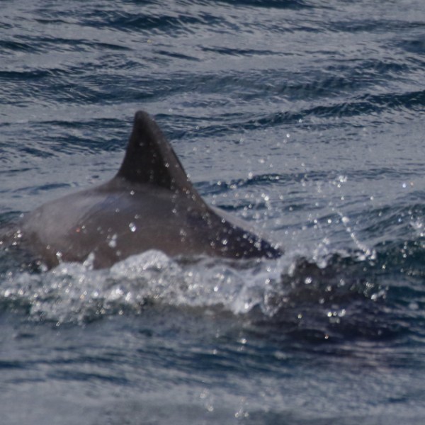 harbour porpoise