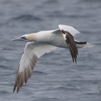 Gannet