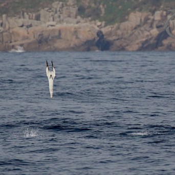 Gannet diving