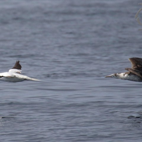 Gannets