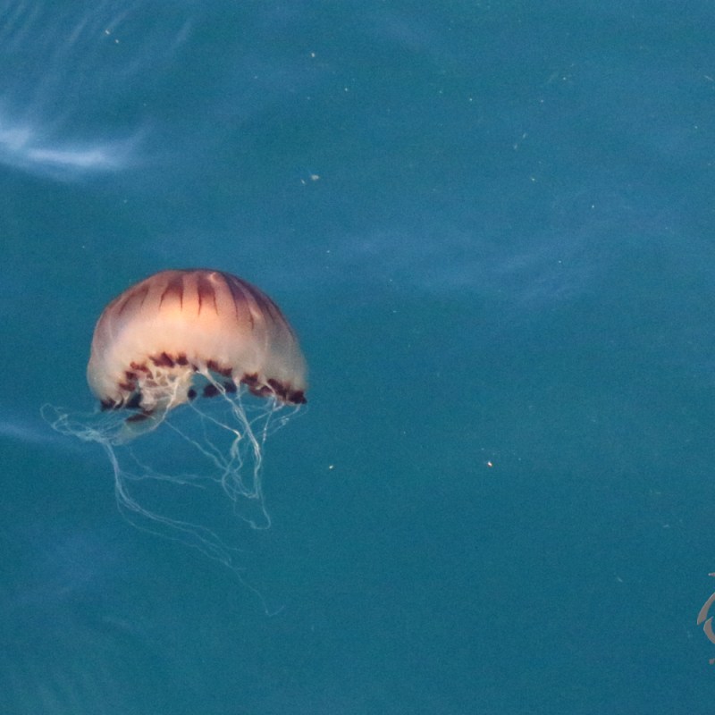 Compass Jellyfish