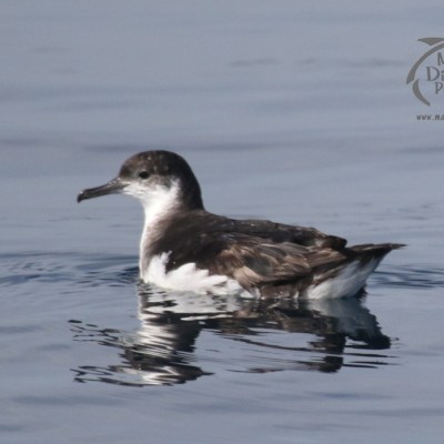 Manx shearwater