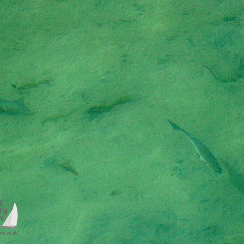 grey mullet in the harbour