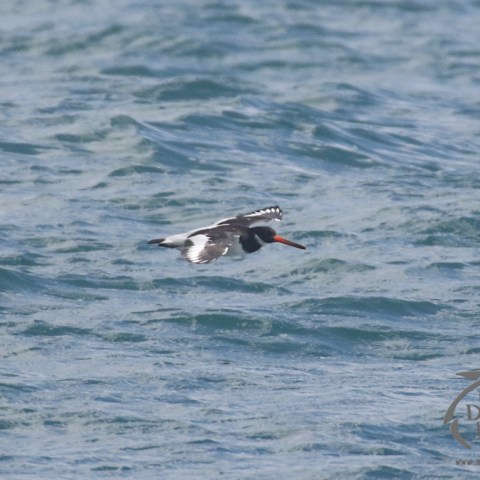 Oystercatcher