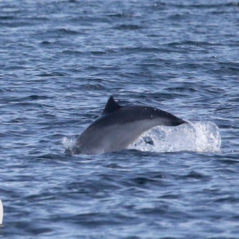 breaching porpoise
