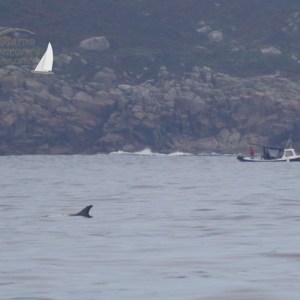 Risso's dolphin and boat