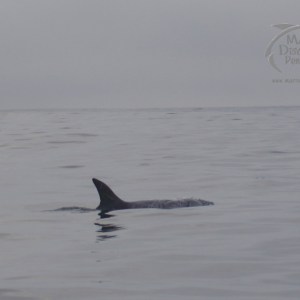 an animal swimming in the water